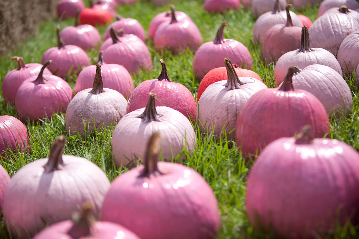 pink pumpkin